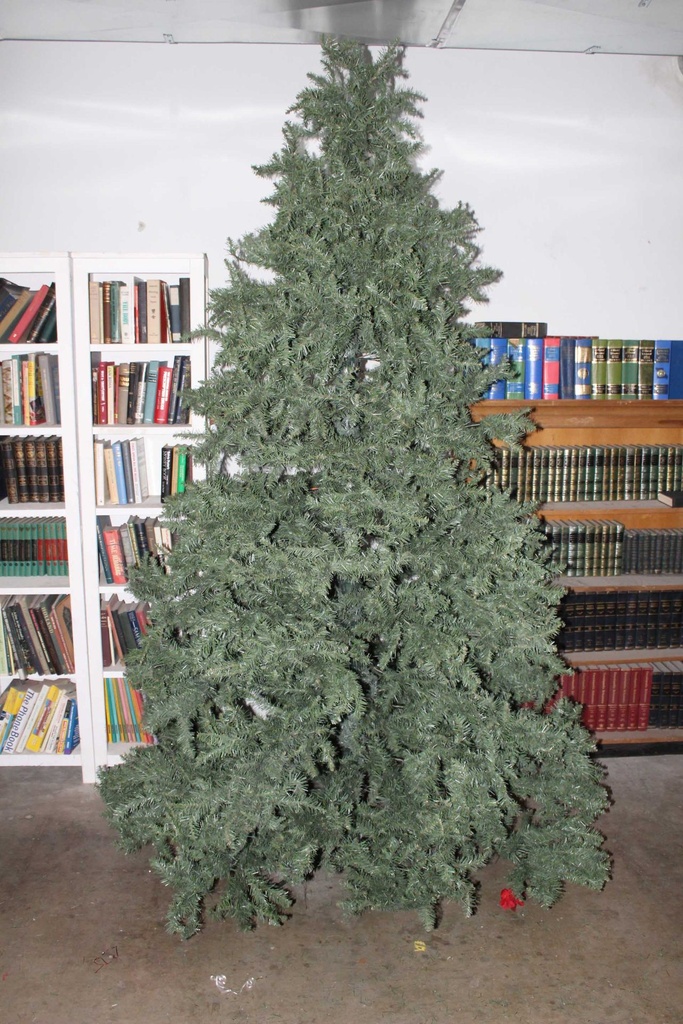 10' Evergreen