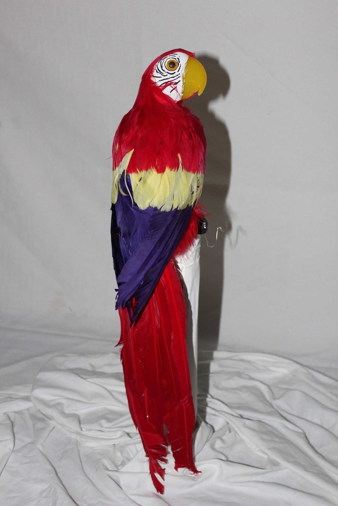 Macaw Parrots
