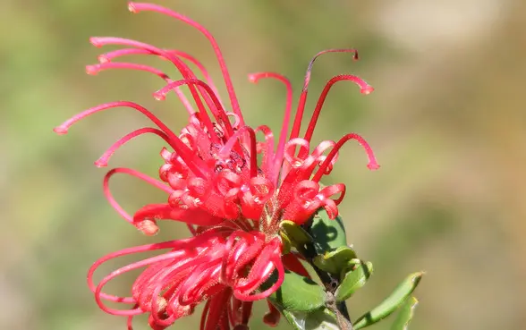 Spider Mum