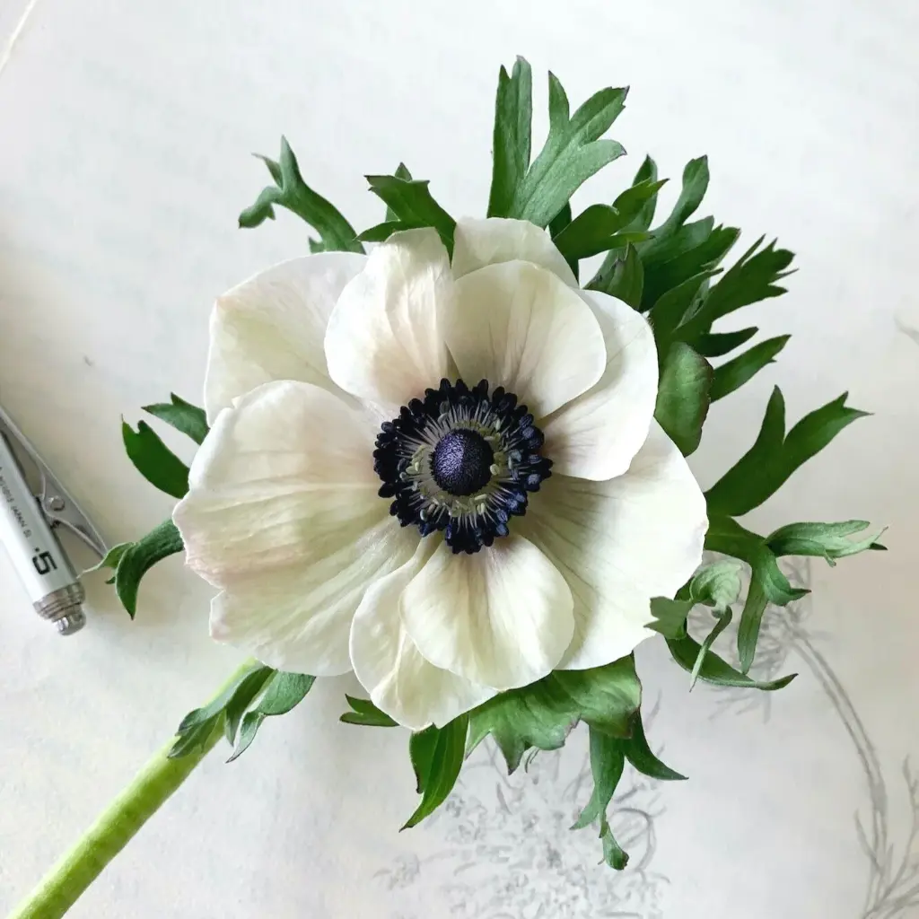 White Anemone
