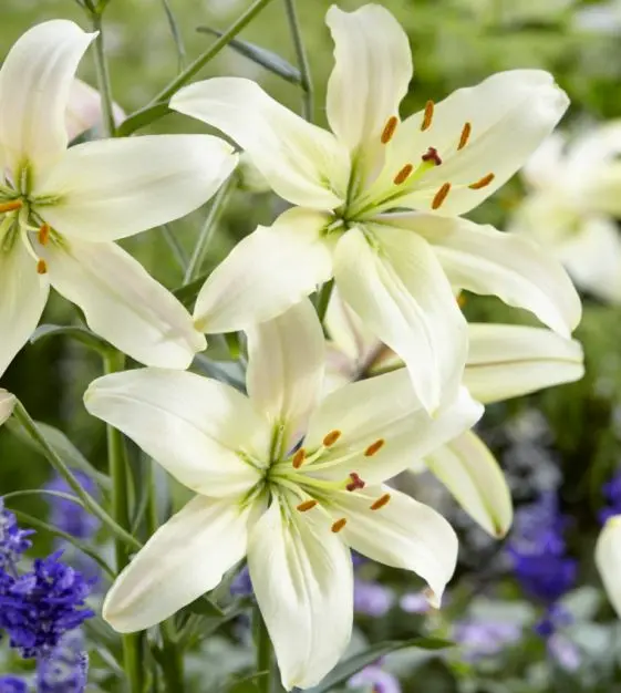 Lily - White Oriental