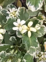 Pittosporum - Variegated