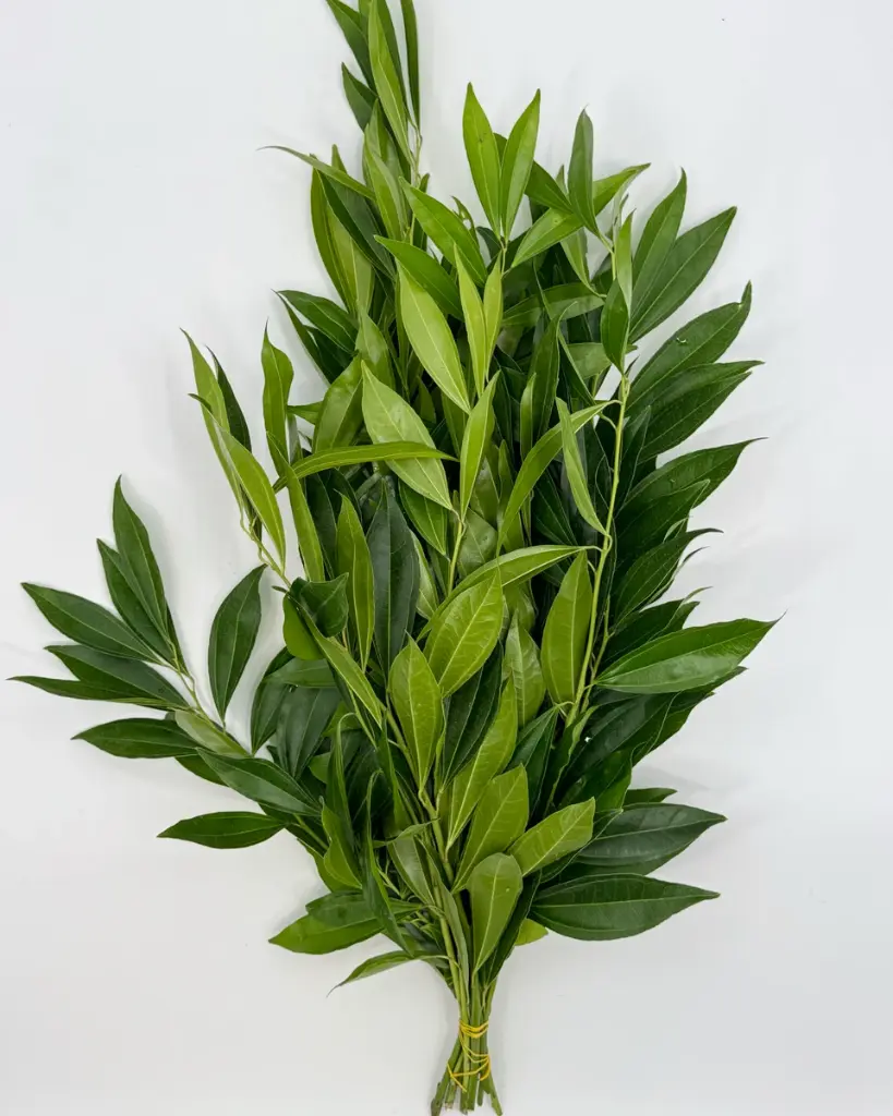 Cocculus