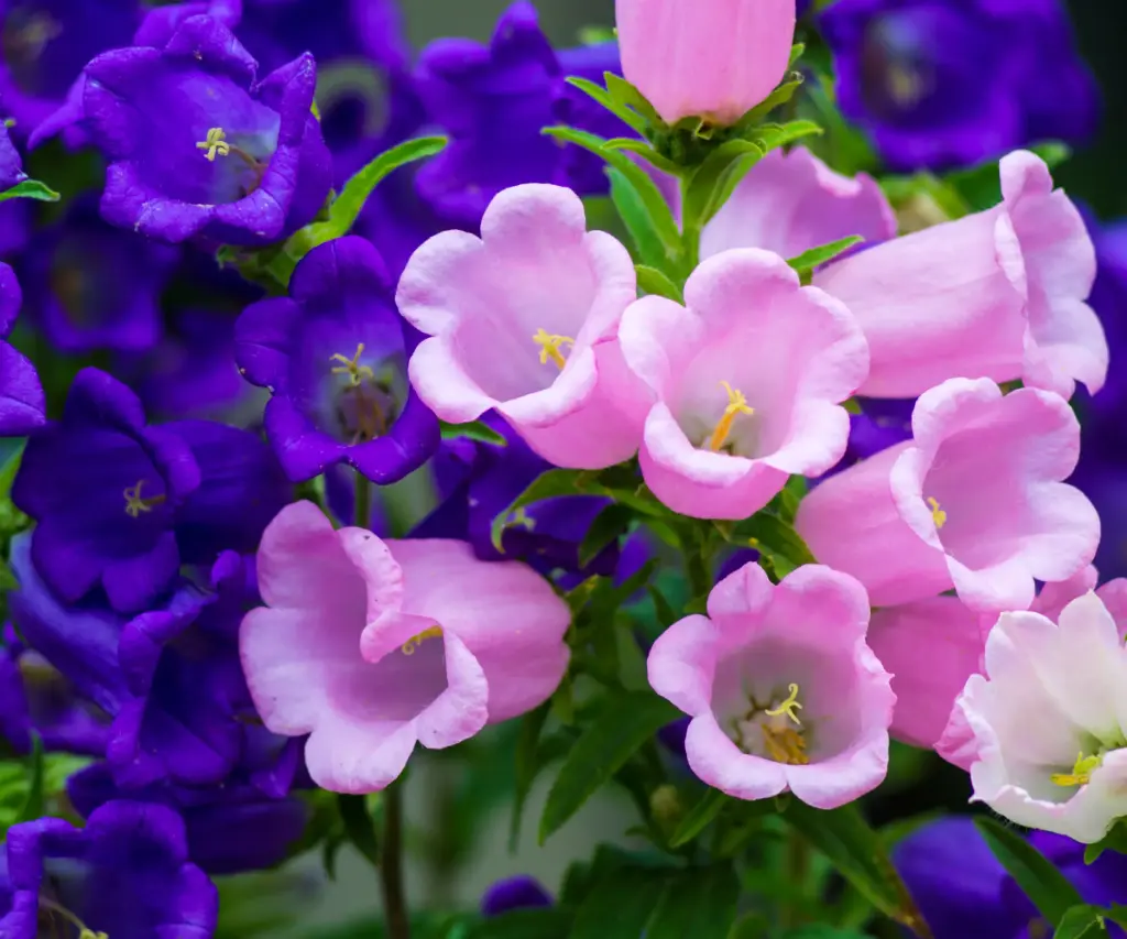Campanula