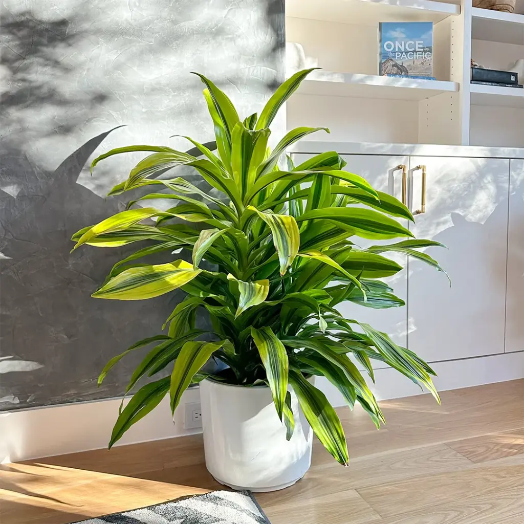 Lemon Lime Drac - 6" Plant