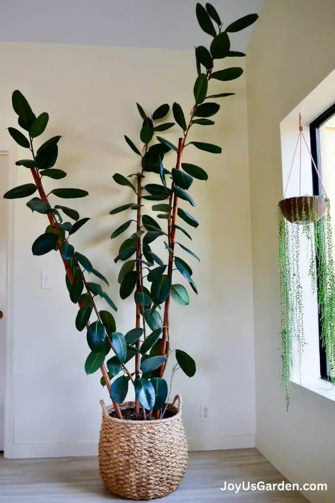 8" Rubber Plant 