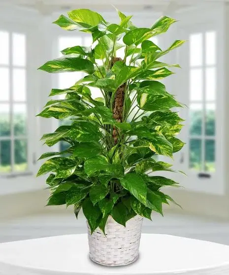 8" Pothos Pole Plant 