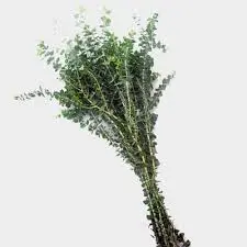 Eucalyptus - Baby 