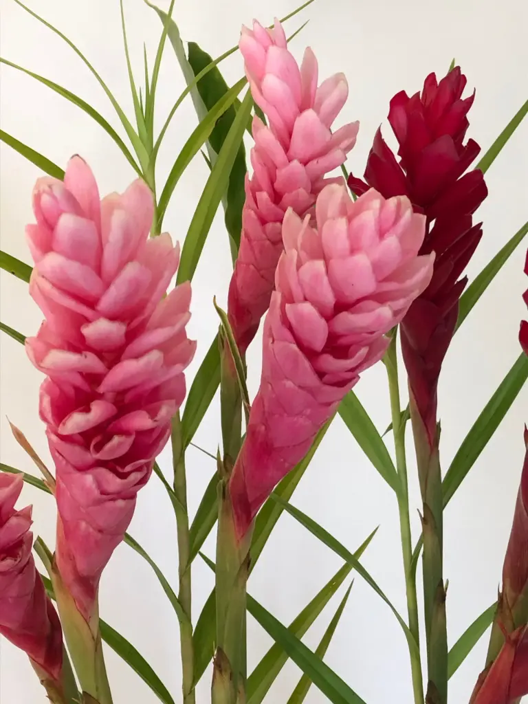 Pink Ginger