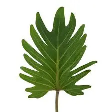 Xanadu Plant