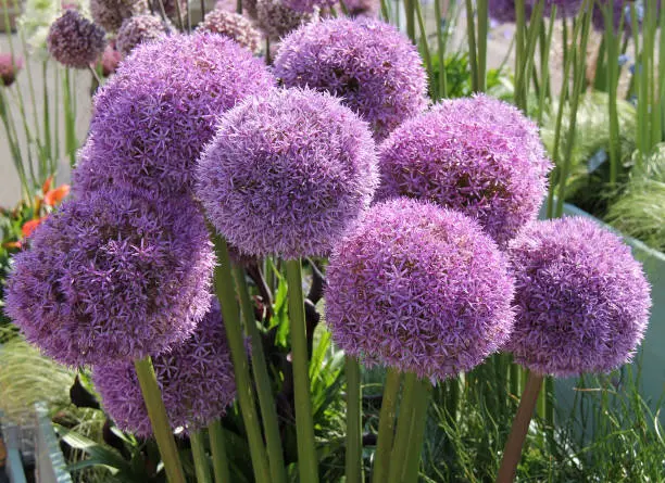 Pom Pom