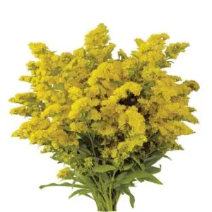 Solidago Carnival Aster