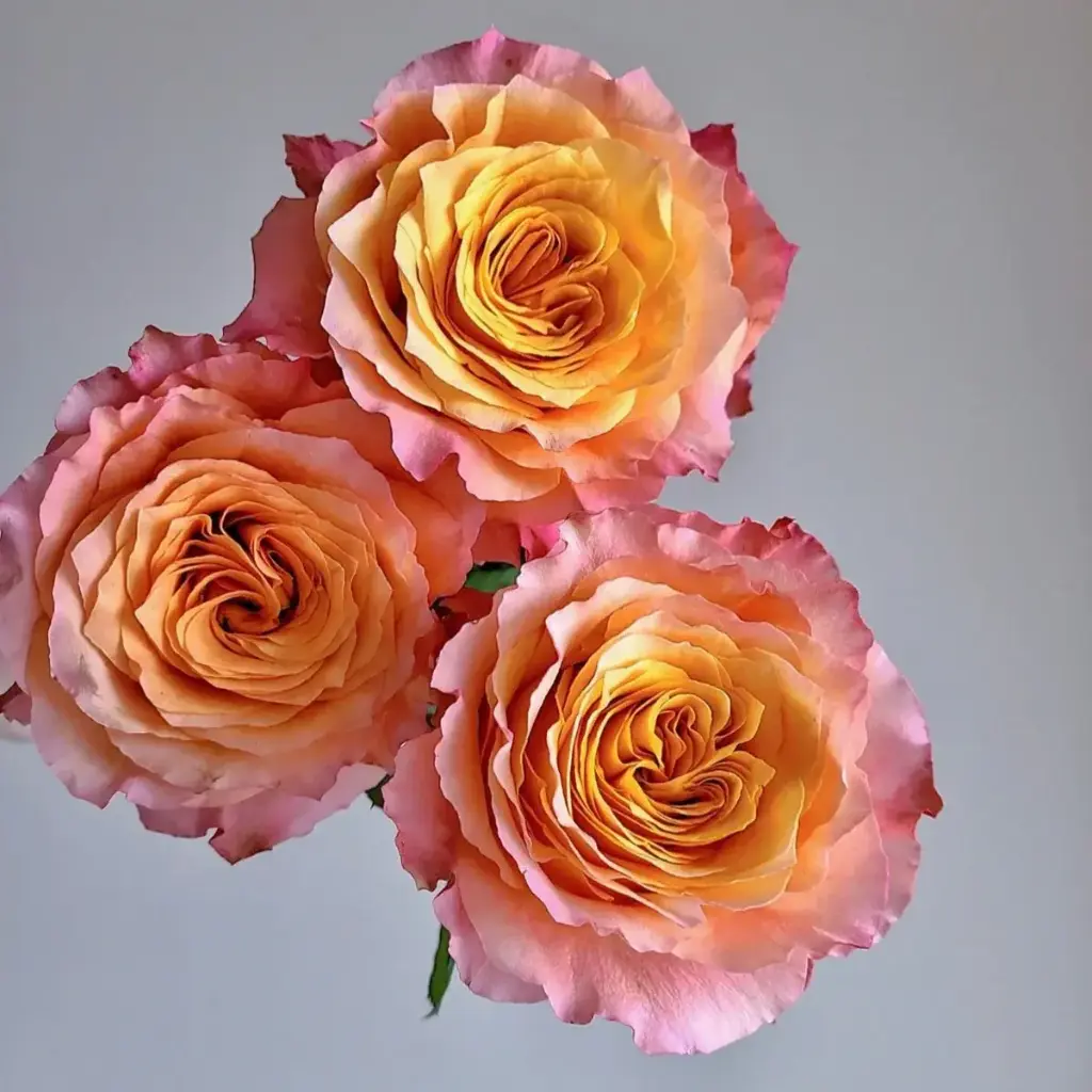 Free Spirit Rose Stem