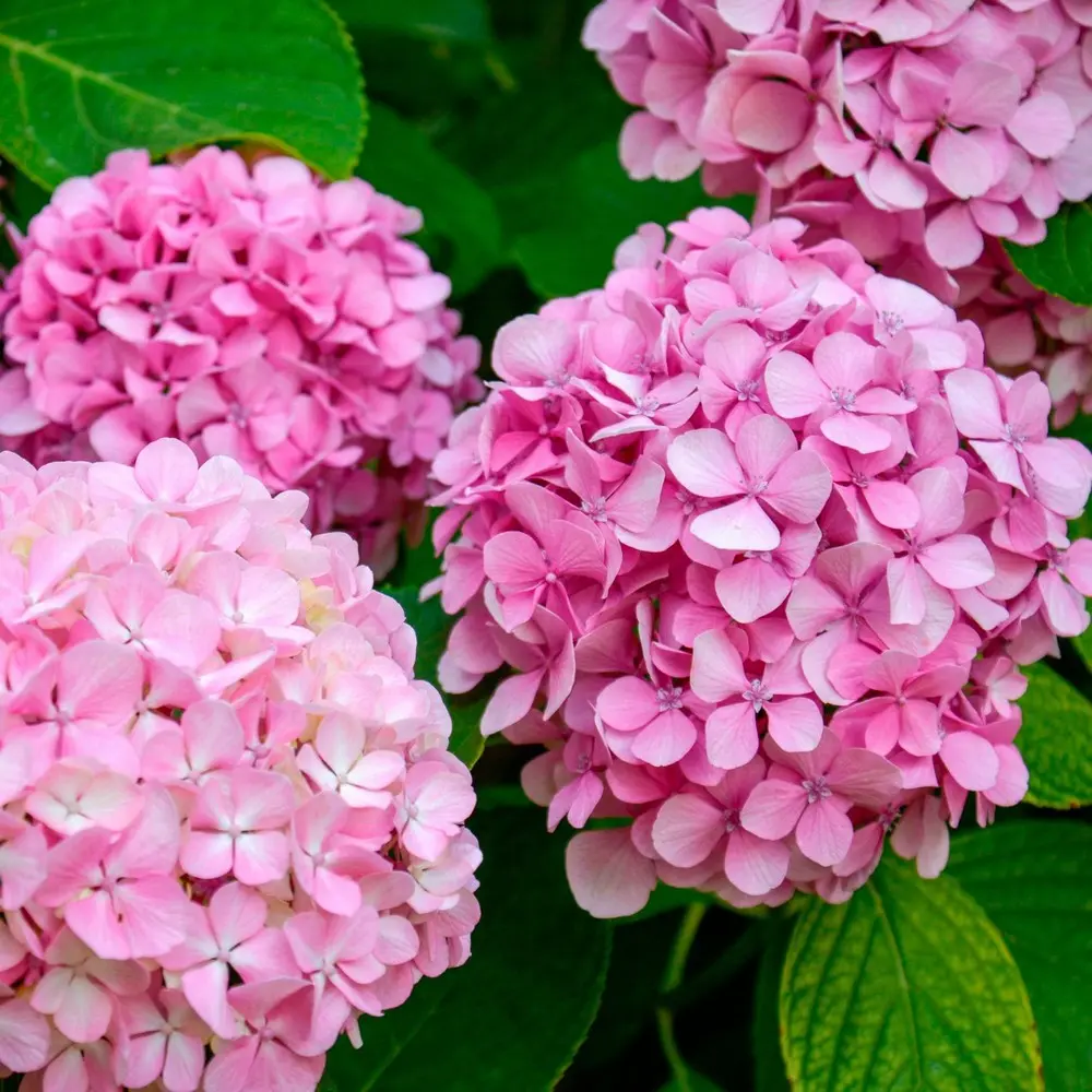 Pink Hydrangea