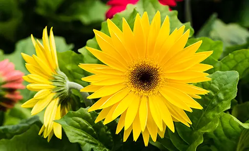 Yellow Gerbera Daisy