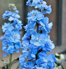 Shocking Blue Stock