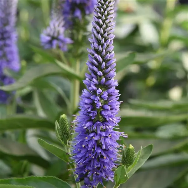 Blue Veronica