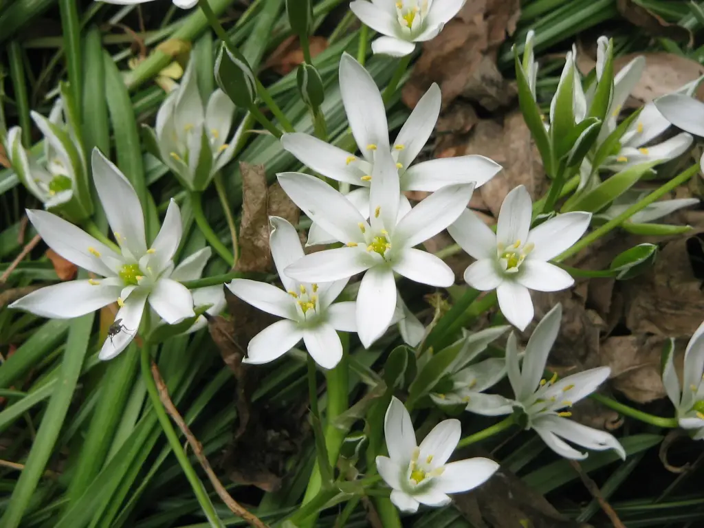 Star of Bethlehem Ornithogalum
