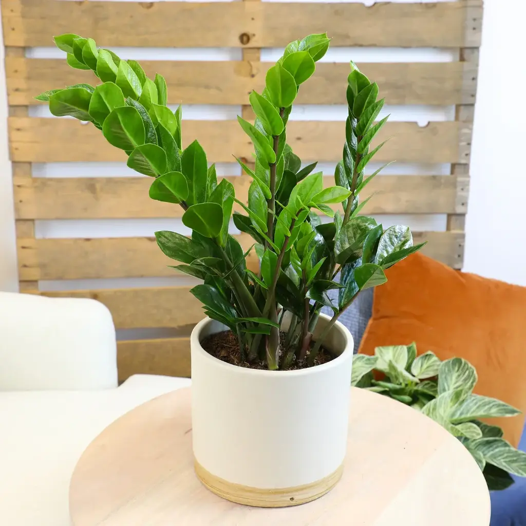 ZZ - 6" Plant 