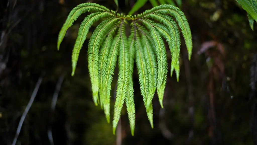 Umbrella Fern
