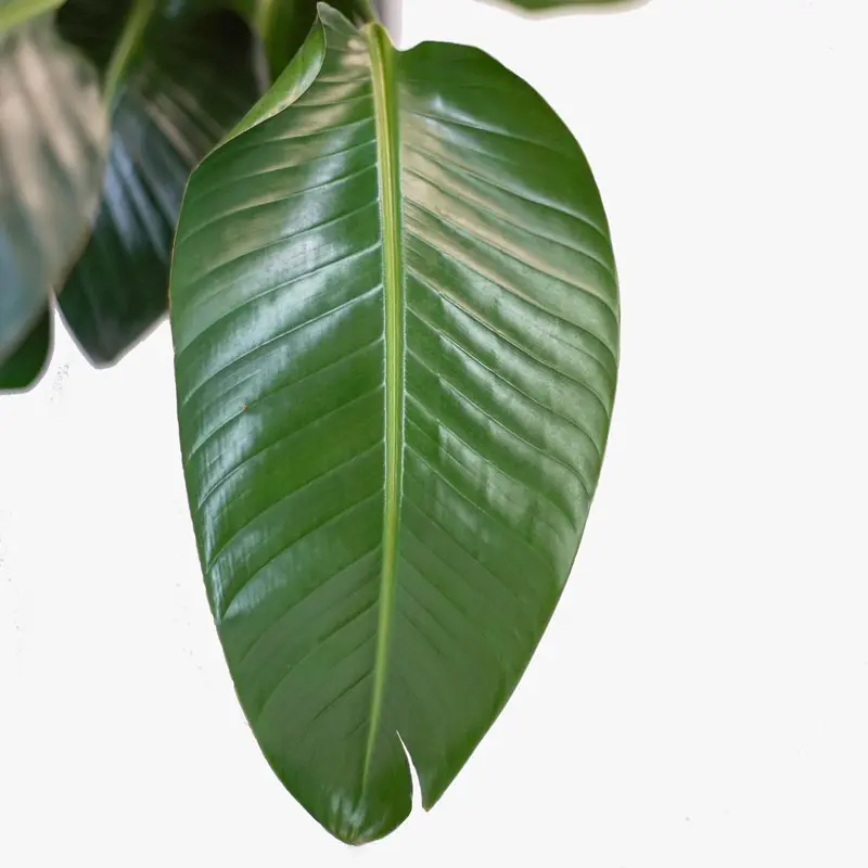 Bird of Paradise Leaf