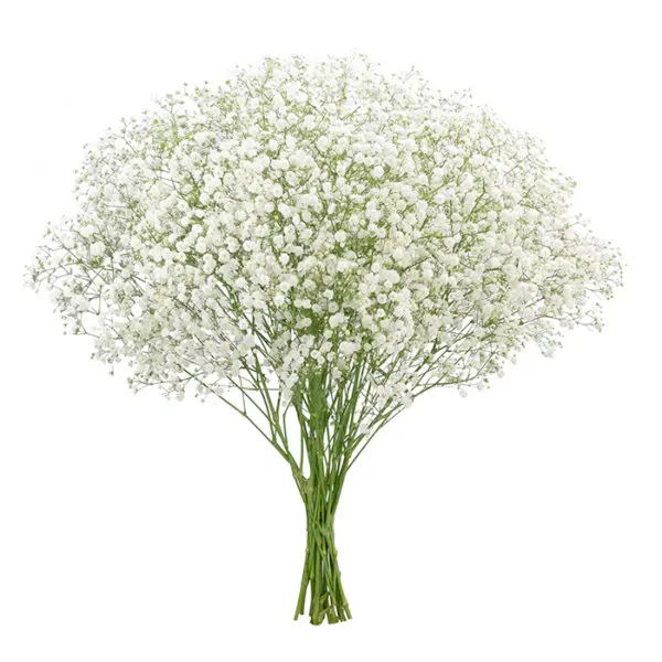 Gypsophila