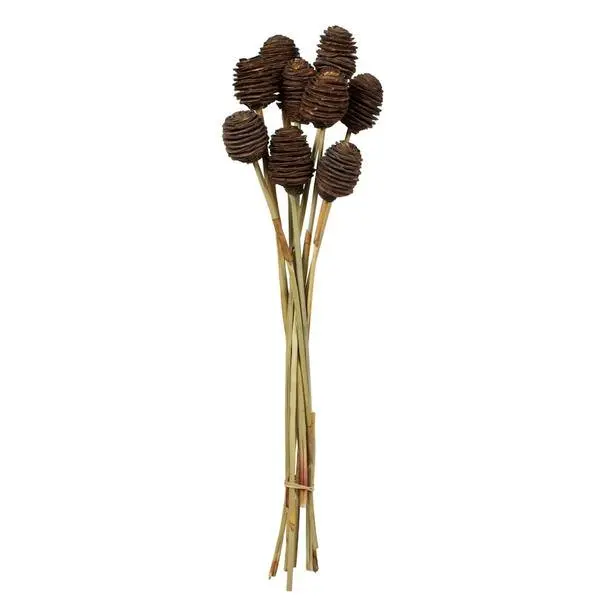 Natural Brown Platy Cone Stem, 18-24“ 