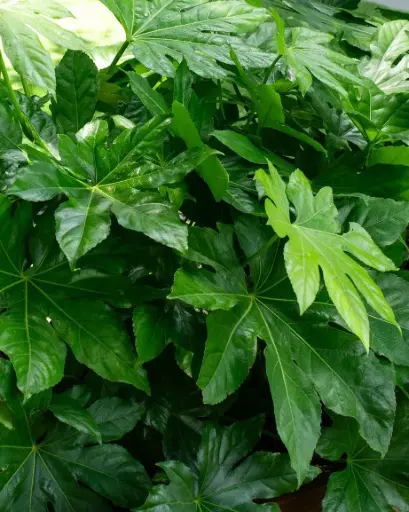 [BFF-3471] Fatsia/Aralia Leaves