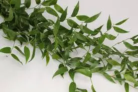 [BFF-3677-SHORT] Ruscus - Italian (Narrow Leaf) Short