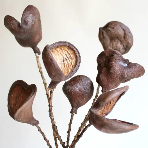 [BFF-K13202681] Badam Nut/Stem - Varnished