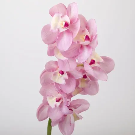 [BFF-2252] Cymbidium Spray - Bud