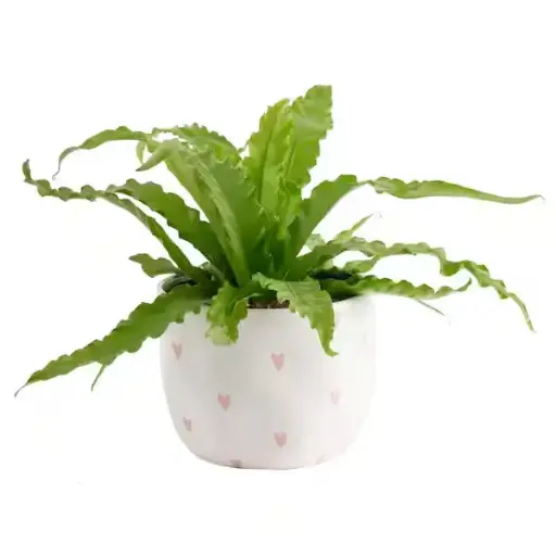 [BFF-5961-004] Birds Nest Fern - 6" Plant