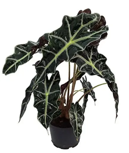 [BFP-5961-007] 6" Alocasia Polly Plant