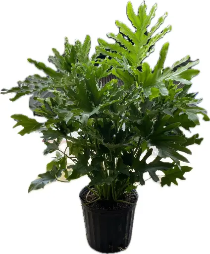 [BFP-5950-001] 8" Selloum Plant