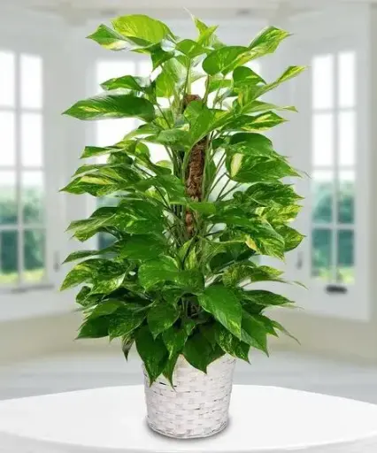 [BFP-5950-002] 8" Pothos Pole Plant 