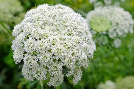 [BFF-2501] Queen Anne's Lace Plant