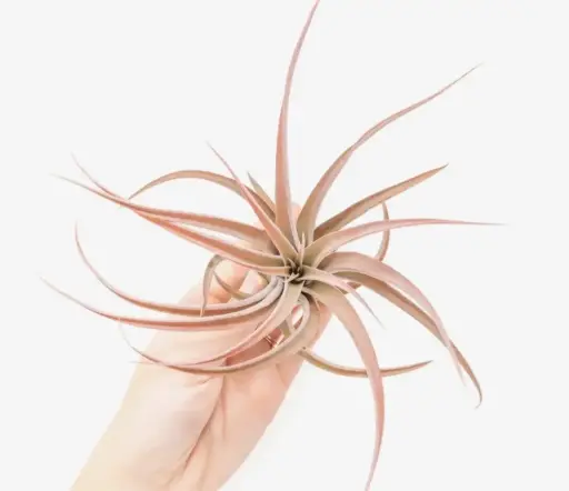 Small Air Plant