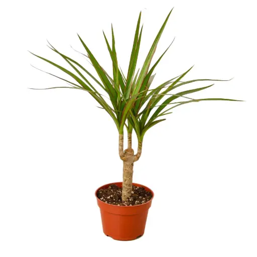 [BFP-5952] Drac Marginata Stag Cane - 10" Plant