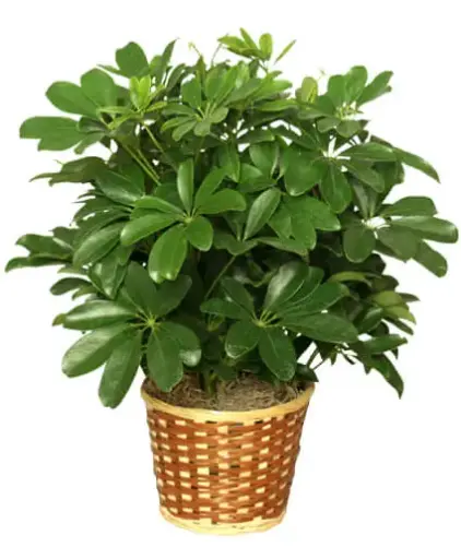 [BFP-5567-001] 6" Anthirium Plant