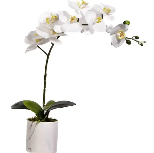 [BFP-5567-002] 6" Phael Orchid Plant