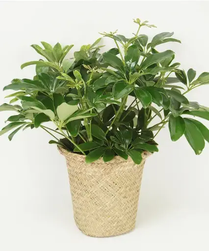 [BFP-5961-008] Arbicola - 6" Plant