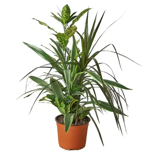 [BFP-5950-005] 8" Dracaena 'Combo' Plant