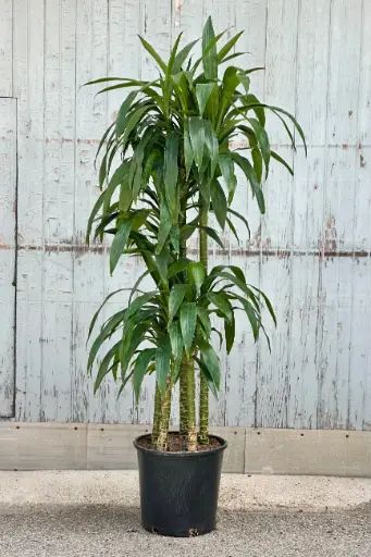 [BFP-5950-006] 8" Drac Staggered Plant