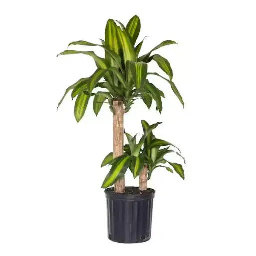 [BFP-5950-007] 8" Drac Mass Combo Plant