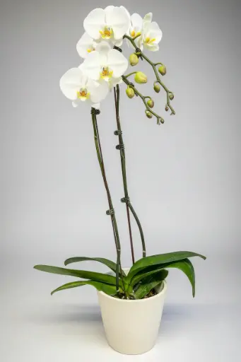 [BFP-PHALWHIDO] 6 in Phalaenopsis Orchid White Double Stem